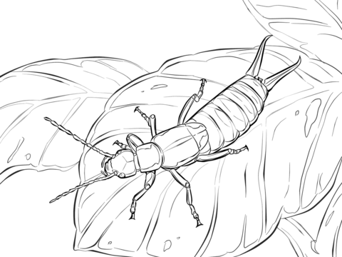 European Earwig Coloring Page